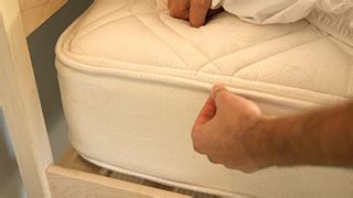 prevent bed bugs indoor pests ortho