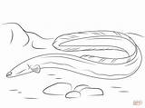 Eel Ausmalbilder Anguilla Colorare Mer Anguille Aal Serpent Colorier American Americana Eels Zeichnen Categorie sketch template