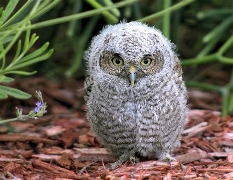 cute baby screech owl  birds  blooms  naturetime