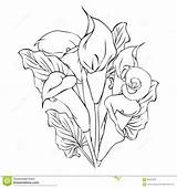 Lily Calla Flowers Drawing Flower Lilies Outline Coloring Pages Drawings Line Pencil Vector Tattoo Lillies Illustration Getdrawings Clipart Draw Tattoos sketch template