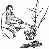 Pruning Plants Man Extension Uga Branches Ornamental Landscape Renewal Figure Cuts Shrub B961 sketch template