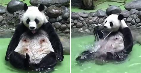 This Panda Is Just What We Want To Be Like This Weekend