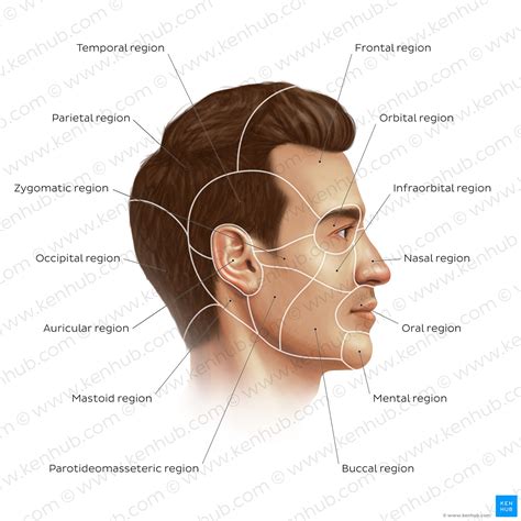 discover  hidden secrets   face muscle anatomy drawing  amp