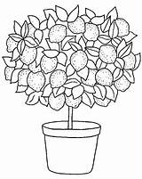 Tree Lemon Clipart Coloring Flickr Limon Cliparts Template Pages Arbol Library Pot sketch template