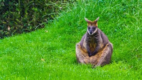 adorable animal spends  entire adult life pregnant fox news