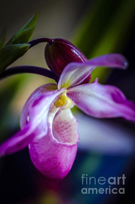 Lady Slipper In Pink By Julie Palencia Amazing Flowers