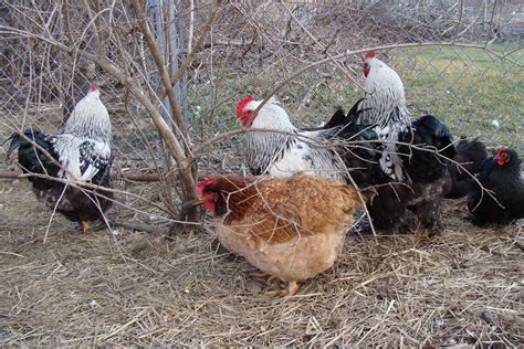 What Breed And Sex Are These 3 Lots Of Photos Backyard Chickens