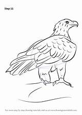 Eagle Wedge Tailed Drawing Draw Step Bird Prey Tutorials Drawingtutorials101 sketch template