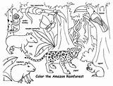 Rainforest Coloring Animals Pages Tropical Animal Endangered Amazon Kids Drawing Printable Real Color Life Print Capybara Getcolorings Getdrawings Drawings Colorings sketch template