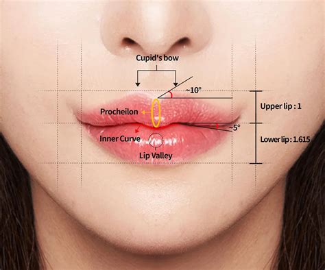 types of lips and how to make them flawless sl aesthetic clinic