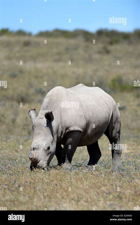 shot  rhinos  captivity stock photo alamy