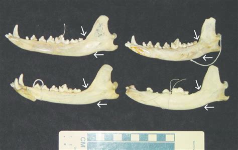 Within Species Variaion Of Mandibles Of The Side Striped