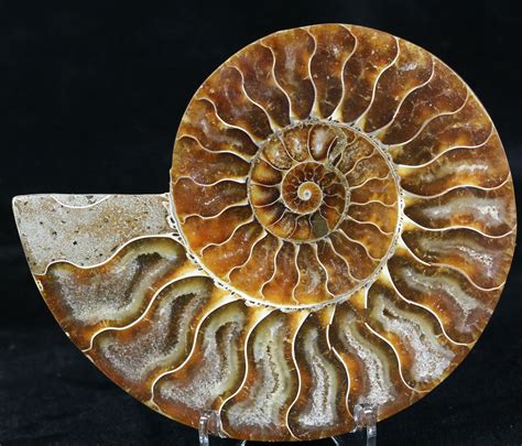 agatized ammonite fossil   sale  fossileracom