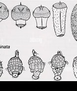 Image result for Nematomenia. Size: 156 x 185. Source: www.alamy.com
