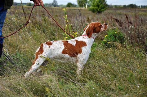 brittany spaniel information dog breed facts pets feed