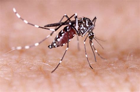 dengue   dengue