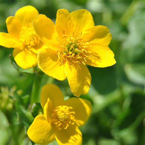 gelbe sumpfdotterblume  kaufen bei gaertner poetschke