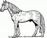 Horse Coloring Printable Pages Appaloosa Anatomy Book sketch template