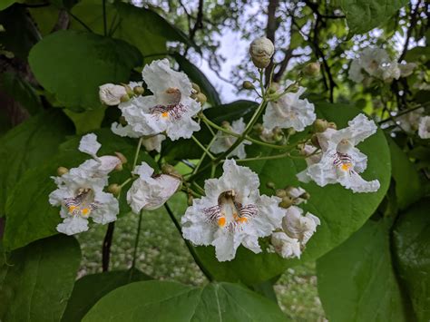 catalpa tree  bloom rmarijuanaenthusiasts