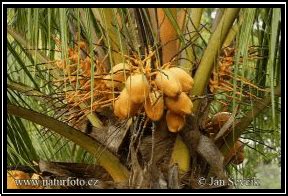 kelapa gading cocos nucifera  var eburnea taman husada graha famili