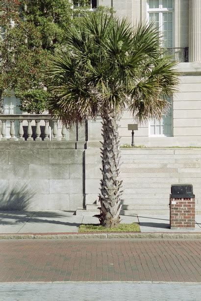 Wilmington Nc Palm Trees Photo Picture Image North