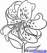 Tiger Lily Drawing Draw Flowers Flower Step Drawings Lilies Coloring Dragoart Pages Lilly Sketches Tutorial Doodle Culture Pop Library Kids sketch template