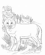 Coloring Pages Wild Wildlife Animal North American sketch template