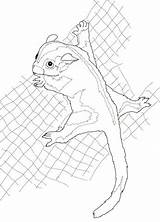 Sugar Glider Coloring Possum Pages Drawing Printable Beanie Boo Clipart Cliparts Supercoloring Color Categories Drawings Getdrawings Paper Library Getcolorings Line sketch template