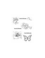 Vertebrates Invertebrates sketch template