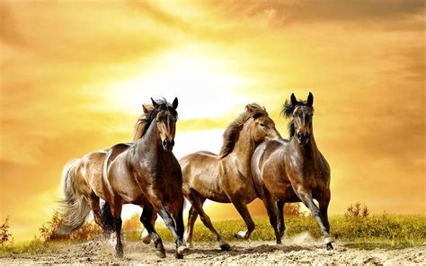 running horses  hd wallpapers gallery