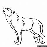 Coloring Wolf Pages Gray Animals Color Clipart Anime Gif General Outline Cute Grey Animal Online Dog sketch template