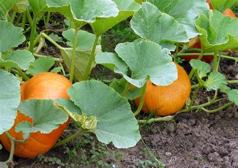 cinderella pumpkin plant google search inspiration pumpkins