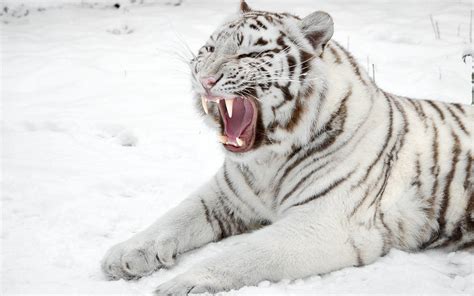 facts  white tigers  interesting facts
