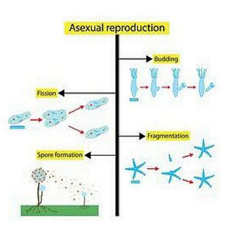 Differences Between Asexual And Sexual Reproduction Bscholarly
