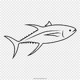 Coloring Tuna Pngegg sketch template