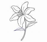 Lily Draw Drawing Lilies Simple Stargazer Easy Step Getdrawings Leaf sketch template