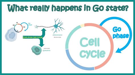 phase  cell cycle  cells enter   phase cell cycle