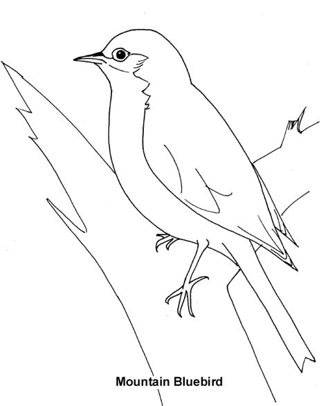 bluebird coloring page bluebird  printable coloring pages animals