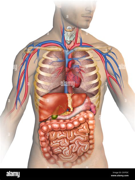 anatomie des menschlichen koerpers mit verschiedenen organen aus denen stockfotografie alamy