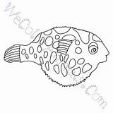 Coloring Puffer Fish Pages Click sketch template