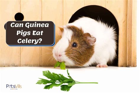 guinea pigs eat celery safely stalks  leaves