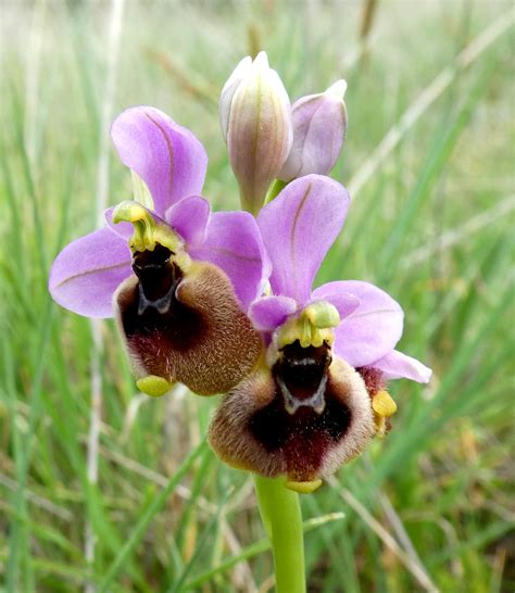 flower gallery ophrys p