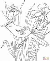 Bird State Flower Mockingbird Tennessee Coloring Pages Iris Printable Birds Drawing Bluebonnet Drawings Flowers Pencil Kids Sheets Blue Patterns Colored sketch template