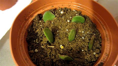 Propagate Jade Plants 7 Week Update Youtube