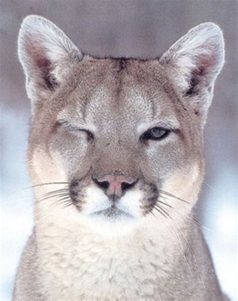 Cougars — Gawker