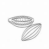 Cocoa Beans Coloring Cacao Stock Pod Illustration Template Depositphotos sketch template