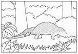 Pangolin Colouring Pages Coloring sketch template