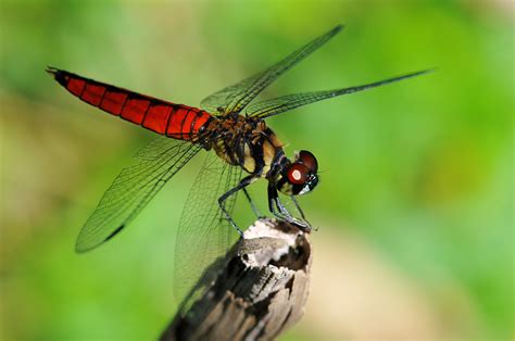 filepangkin dragonfly byjpg