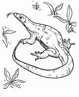 Komodo Coloring Dragon Pages Lizard Drawing Print Fish Colornimbus Drawings Color Getdrawings Choose Board sketch template