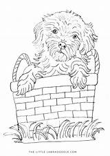Labradoodle Coloring Pages Basket Puppy Printable Dog Choose Board sketch template
